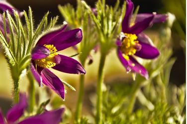 Open flowers
